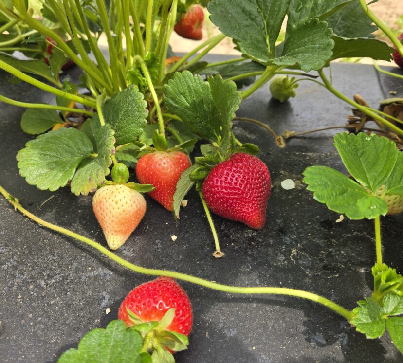 Strawberry fruit ripening.