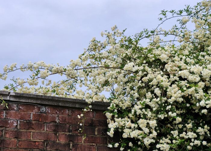 A bush with white flowers on it AI-generated content may be incorrect.