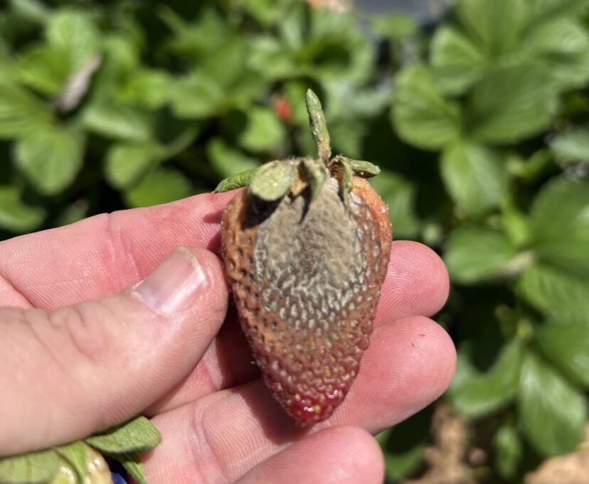 A hand holding a strawberry AI-generated content may be incorrect.