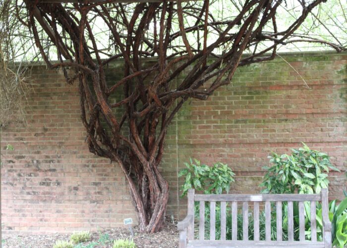 A tree growing on a brick wall AI-generated content may be incorrect.