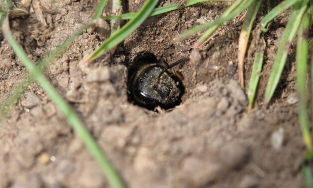 Spring Has Sprung and So Have The (Ground-Nesting) Bees