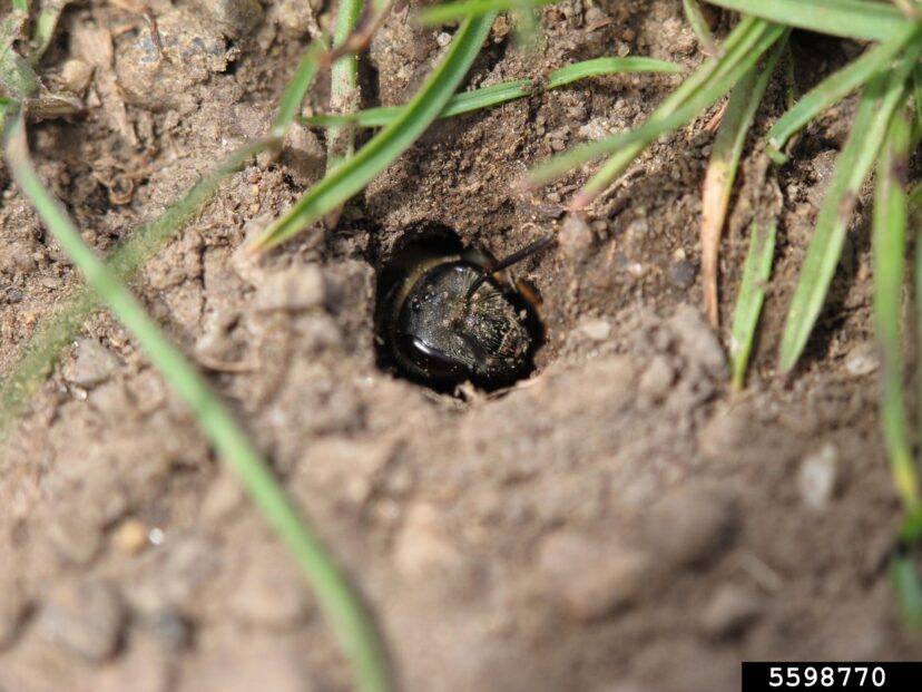 Adult emerging from its burrow.