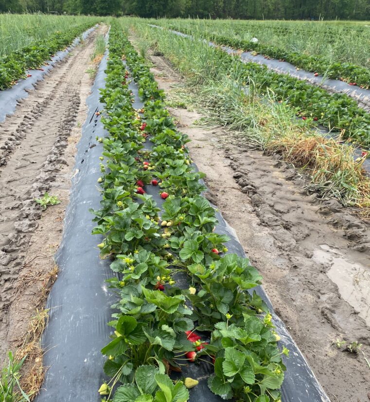 Atkinson Farms grows tobacco, but in the off-season, they keep busy with strawberries, sweet corn, soybeans, and peanuts, as well as raising cattle.