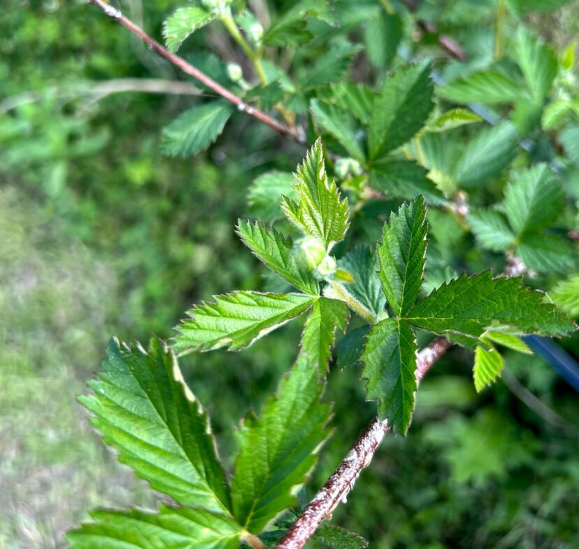 Blackberries are pushing out with new growth and are beginning to flower.