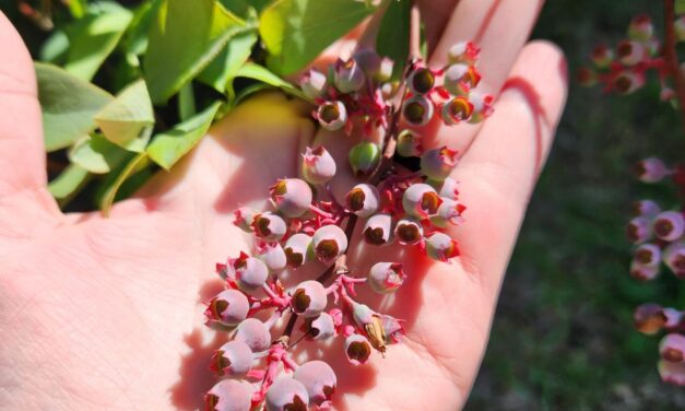 Blueberries should have a heavy crop this year.