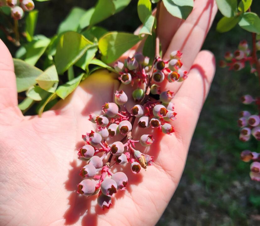 Blueberries should have a heavy crop this year.
