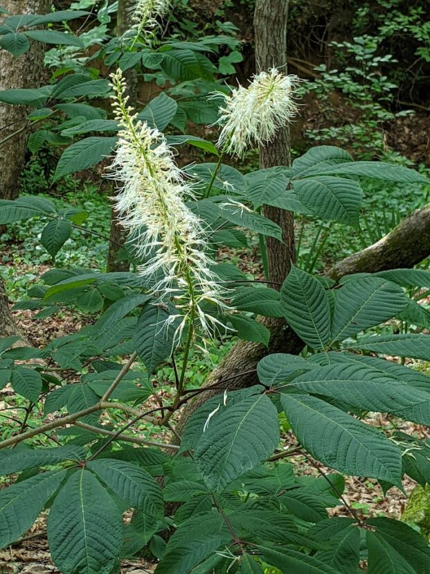 Bottlebrush Buckeye (Aesculus parviflora)