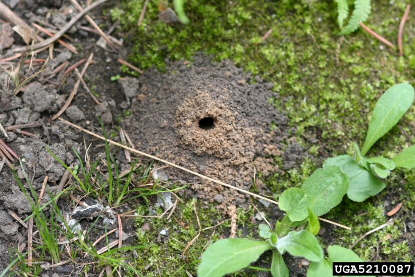 Burrow entrance of an Andrenid bee (Genus Andrena)
