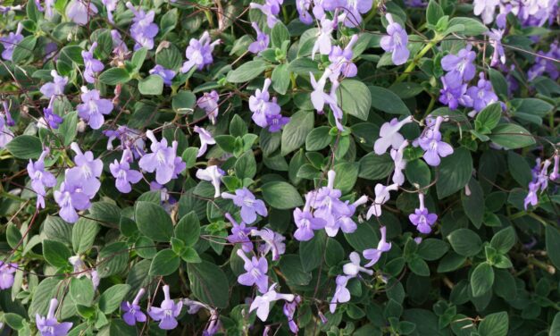 Cape Primrose (<em>Streptocarpus saxorum</em>): How to Grow This Easy Houseplant