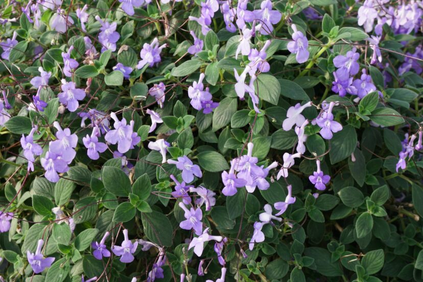 Cape primrose (Streptocarpus saxorum) is a beautiful houseplant that is non-toxic for pets.