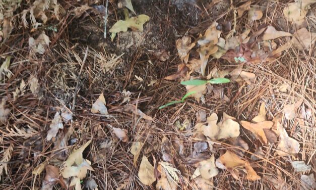 How to Use Cardboard in the Landscape: Benefits and Drawbacks