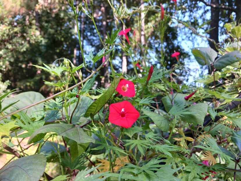 Cardinal climber has bright red tubular flowers. A hummingbird’s long tongue can access the nectar deep inside the flower.