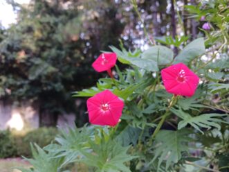 Cardinal climber is often mistaken for cypress vine (Ipomoea quamoclit). The cardinal flower’s red flowers are trumpet-shaped, and the leaves are not as fern-like as the cypress vine.