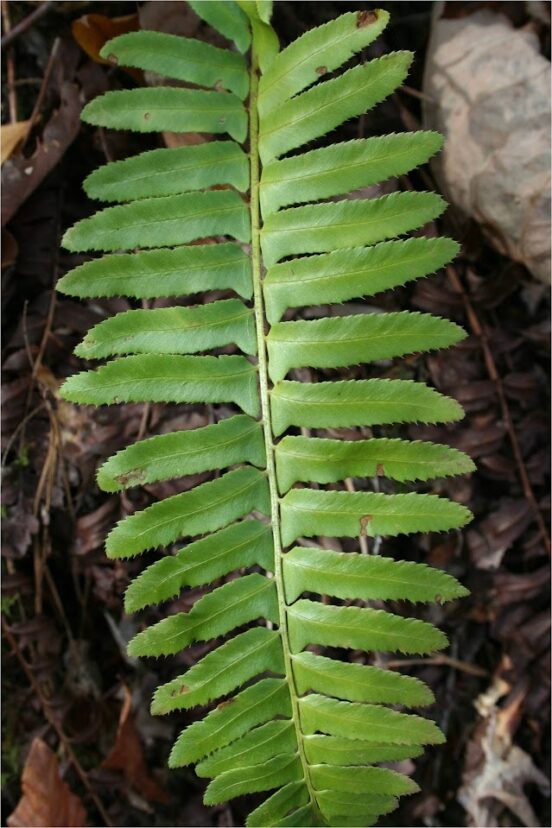 Christmas fern (Polystichum acrostichoides).
