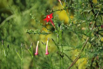 Cypress vine (Ipomoea quamoclit) has five-point star-shaped flowers and fine, fern-like foliage. It is closely related to the cardinal climber.