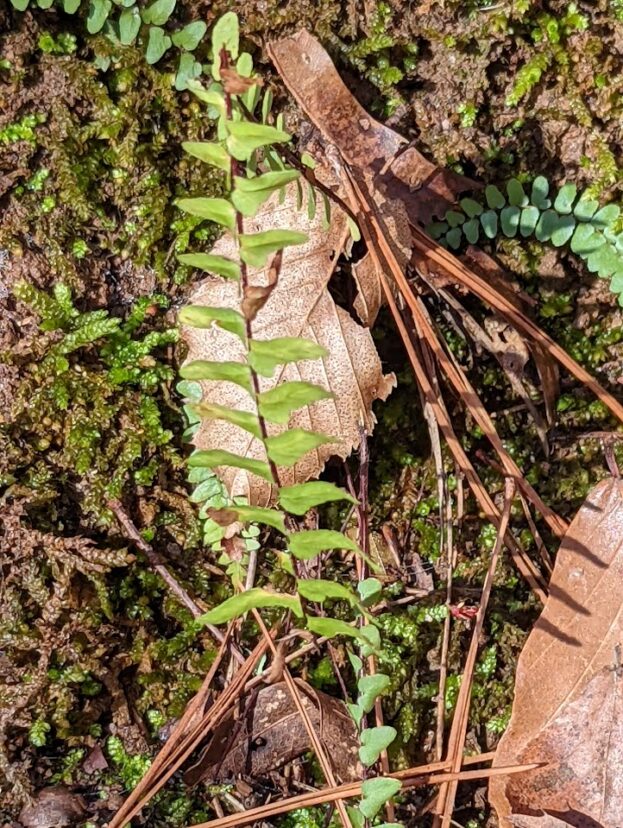 Ebony spleen wort (Asplenium platyneuron).