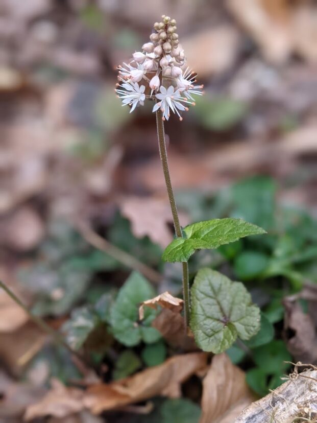 Foam flower (Tiarella spp.)