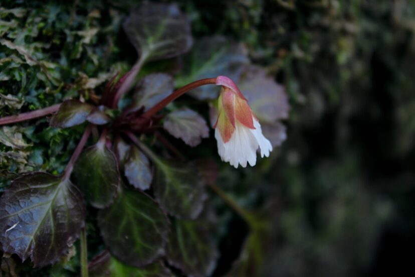 Gorgeous salmon-colored sepals, known as the calyx collectively, delicately surround the bell-shaped flower.