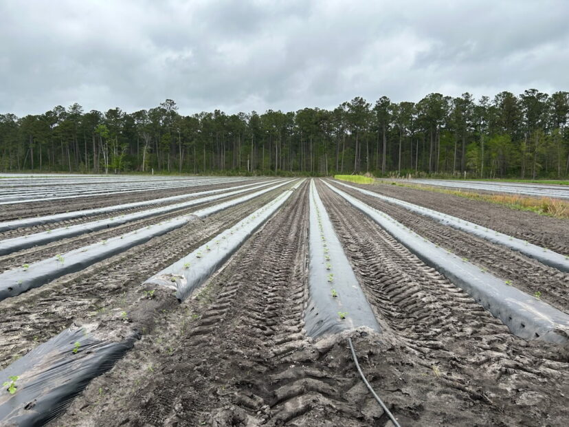 Grafted Watermelons were recently transplanted.