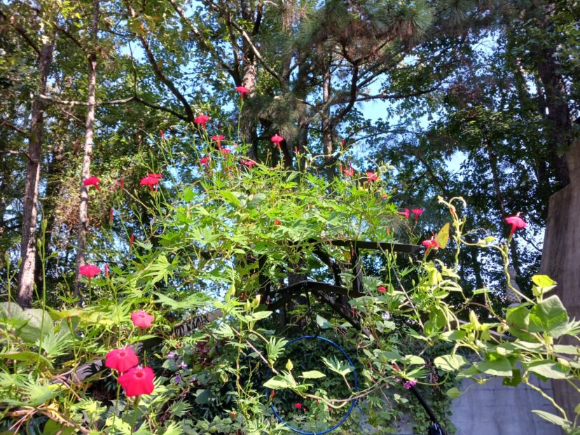 Grow cardinal flower on a trellis or arbor. The flowers point up, making it easy for hummingbirds to feed.