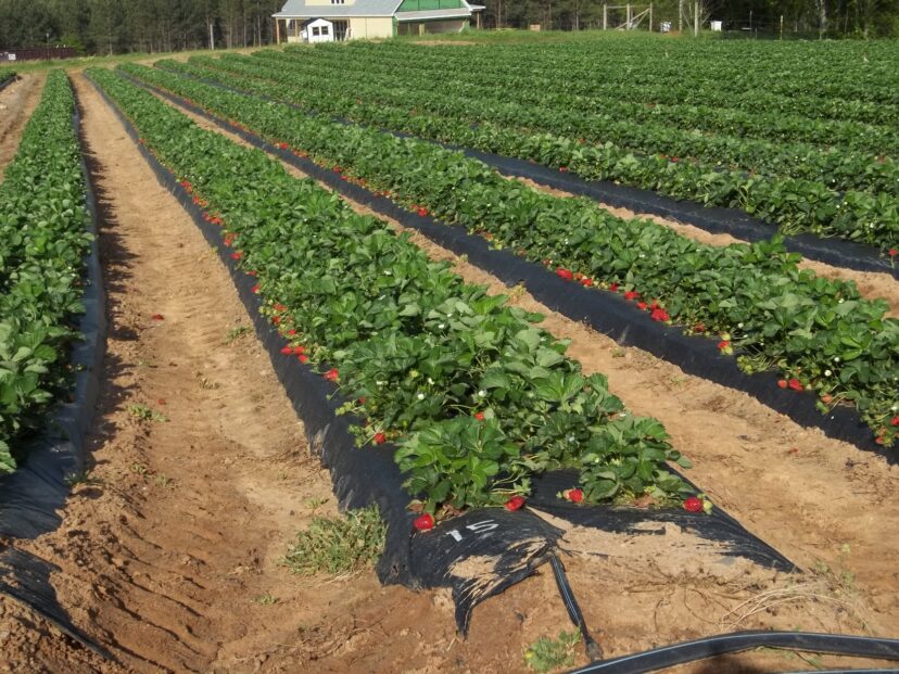 Lots of red in this strawberry field and plenty of fruit coming to market.