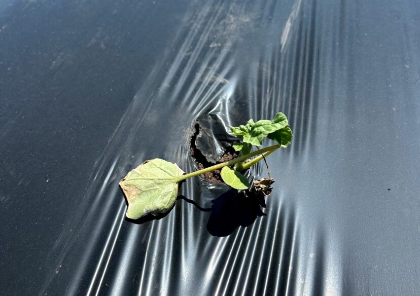 Newly planted cucurbits are taking a beating with the recent windy weather.
