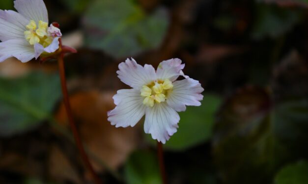 Oconee Bells (<em>Shortia galicifolia</em>): Rare Spring Ephemeral of the Southern Appalachians