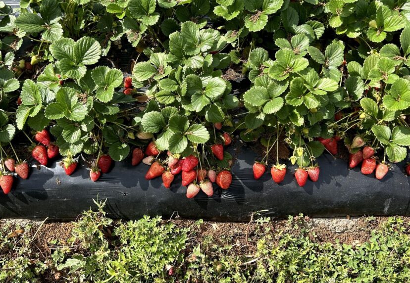 Our plants are throwing out berries, and keeping up with picking has been tough this week.