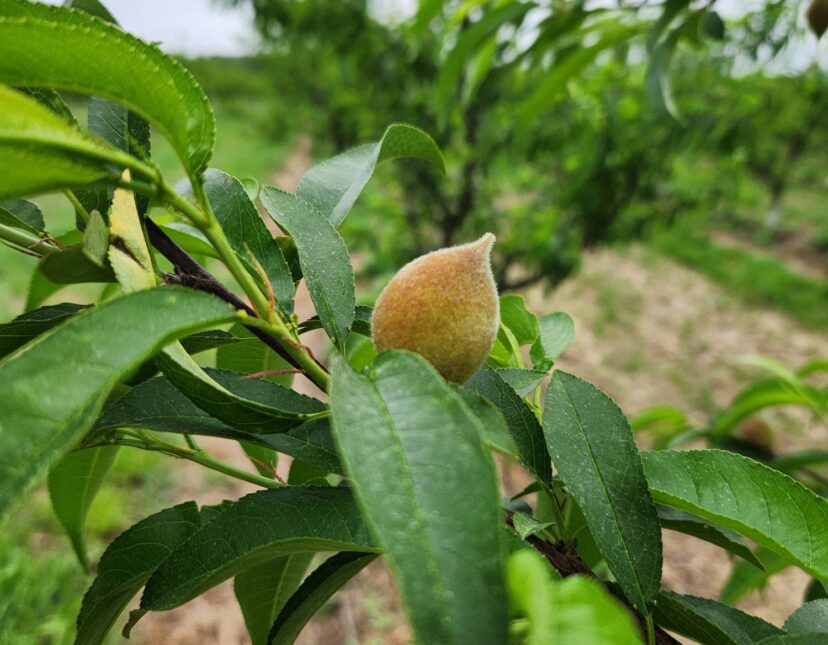 Peaches have a nice crop load this year