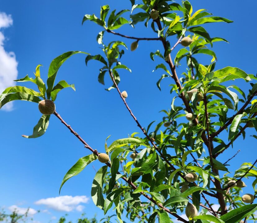 Peaches thinned to ensure good crop size.