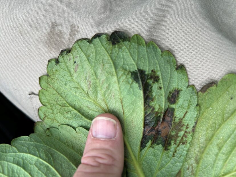 Possible bacterial disease on strawberry foliage. Samples are on the way to the lab for diagnosis.