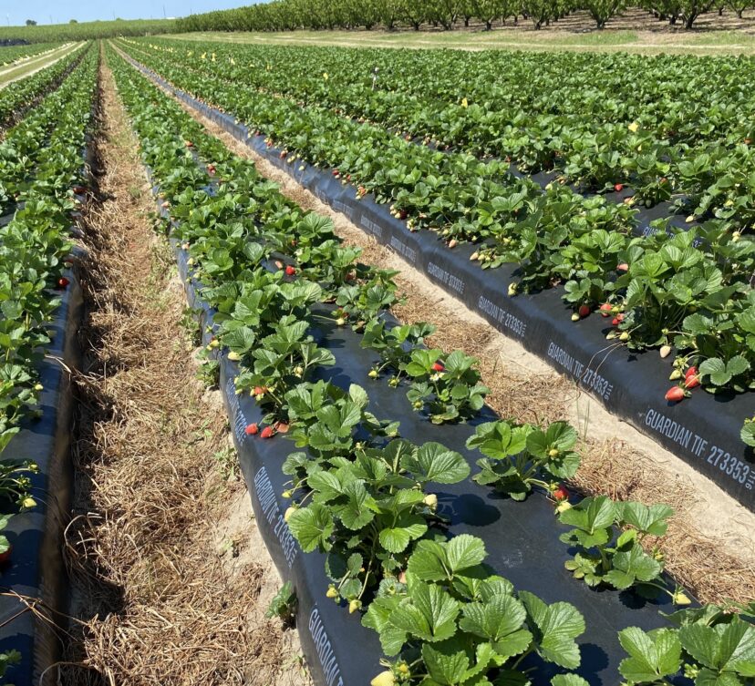 Recently picked Fronteras variety already loading up with more fruit.