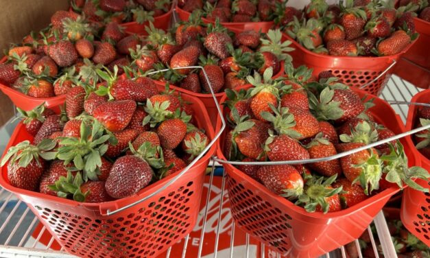 Strawberries: Heart-Seeded Berries Strewn About the World