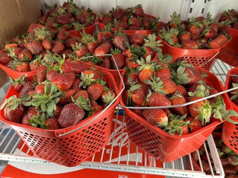 Strawberries just harvested from the field.