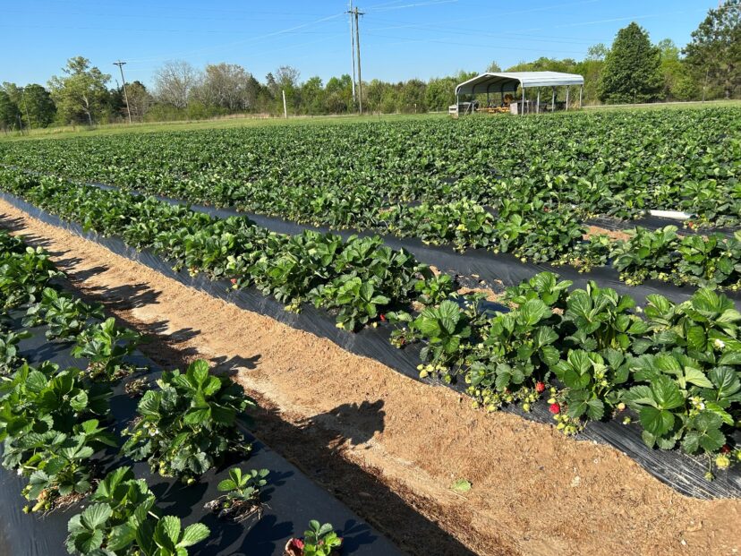 Strawberry harvest has begun in the Upstate.