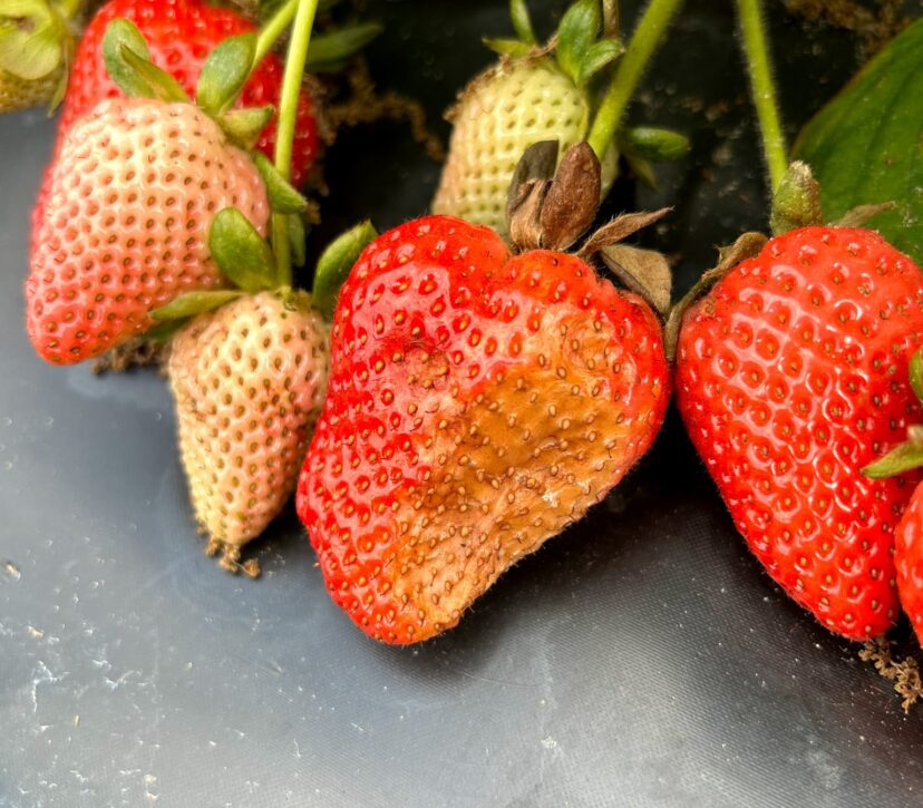 Sunburn/sunscald on berries is common after a rain followed by sunny weather.