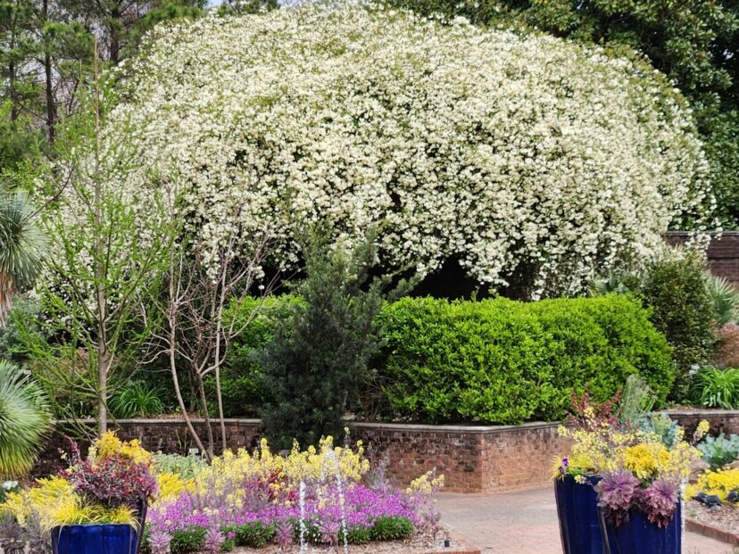 The botanical garden at Riverbanks Zoo has a very large white flowering Lady Banks Rose (Rosa banksiae ‘Alba Plena’) growing over a large arbor.
