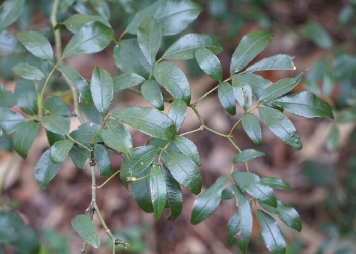 The evergreen foliage of Lady Banks Rose is disease-resistant.