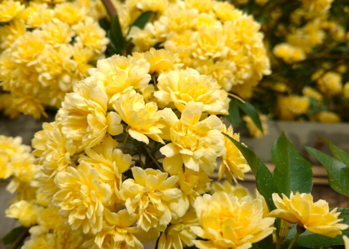 The Lady Banks Rose (Rosa banksiae ‘Lutea’) has fully double yellow flowers.