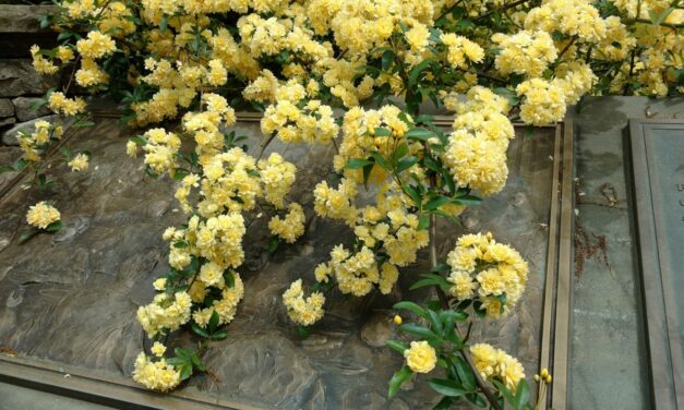 The Lady Banks Rose (Rosa banksiae ‘Lutea’) is easily recognized by its yellow flower clusters in early spring.