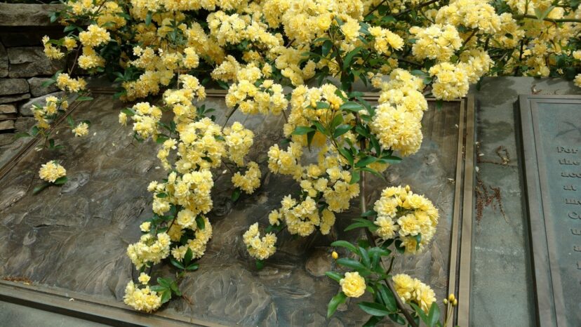The Lady Banks Rose (Rosa banksiae ‘Lutea’) is easily recognized by its yellow flower clusters in early spring.