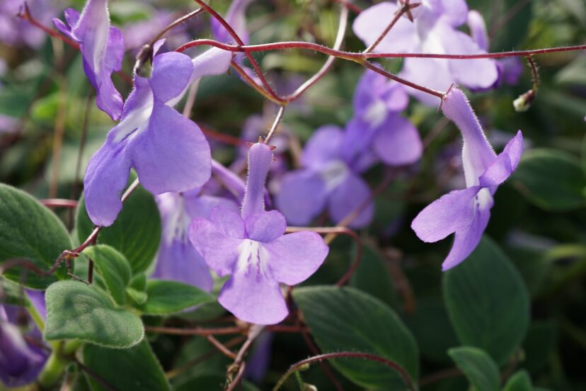 The purple to light blue flowers are produced on wiry stems.