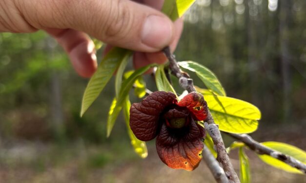 Question of the Week – Pawpaw