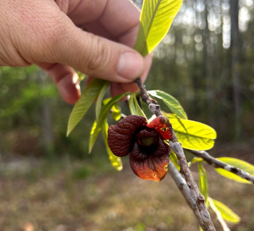 This is the flower of the Hoosier banana.