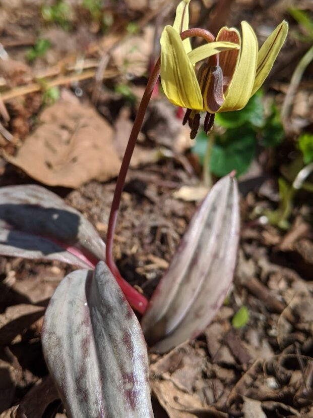 Trout lily (Erythronium spp.)