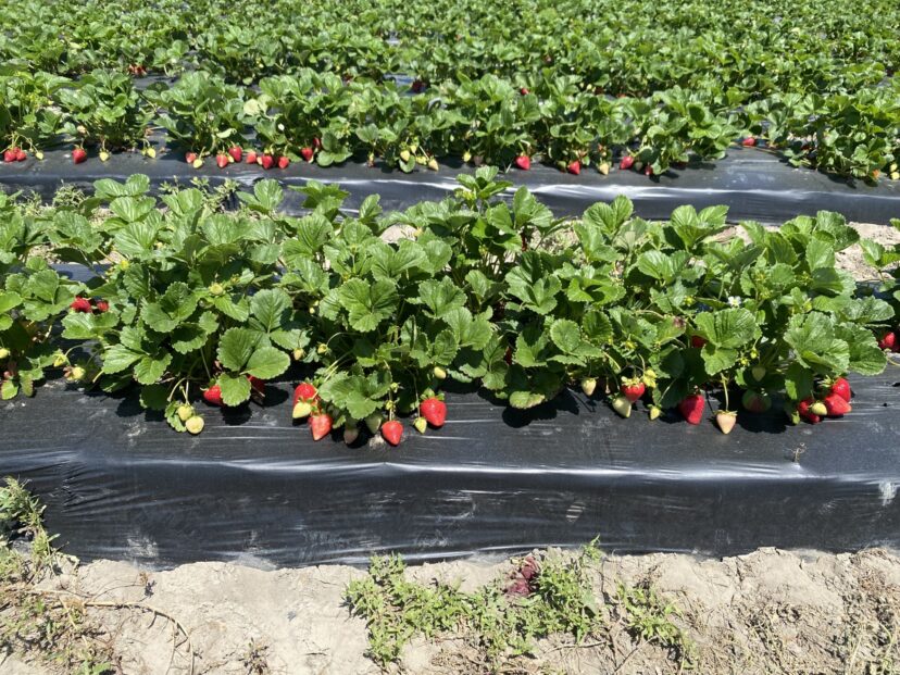 U-pick strawberries ready to be picked.
