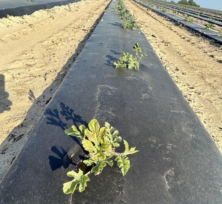 Wind damage and sandblasting of young watermelon plants.