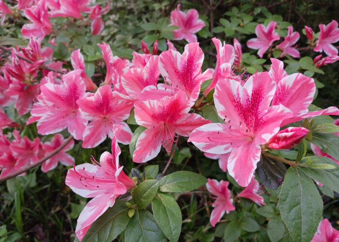 azaleas (Rhododendron spp.)