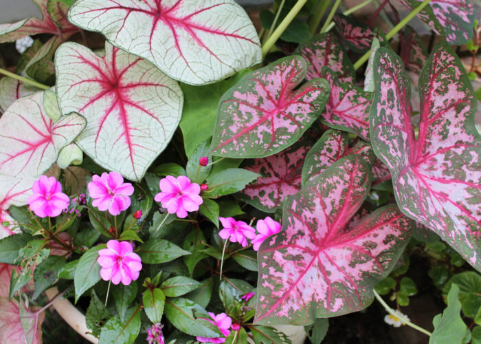 Caladiums (Caladium spp.)
