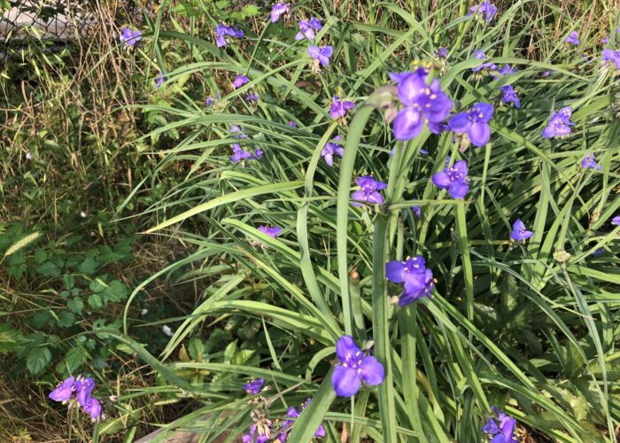 Tradescantia virginiana, Spiderwort